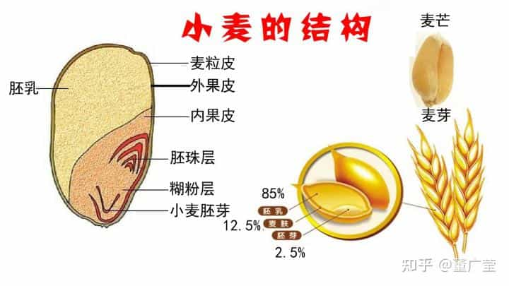 一文读懂小麦的种类，面粉的特性以及分类，制作某种西点用哪种面粉  第5张