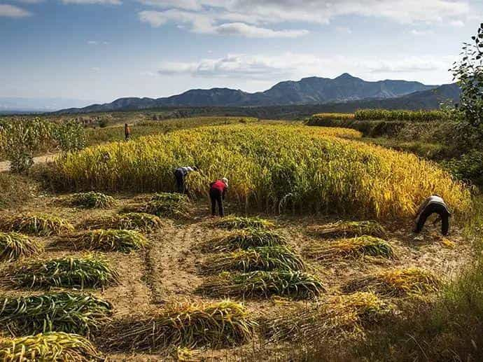 山区留守老人黄小米销路难,紧急求援,让我们一起转发,给他们多一份希望.  第5张