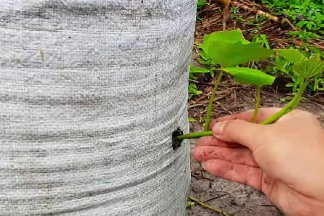 在家用编织袋种红薯，简单省事又省地，5个月就可收满袋薯块13图  第6张