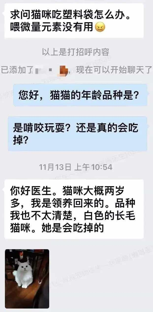 塑料袋是啥子喵间美味,竟让小猫咪如此沉醉_  第3张