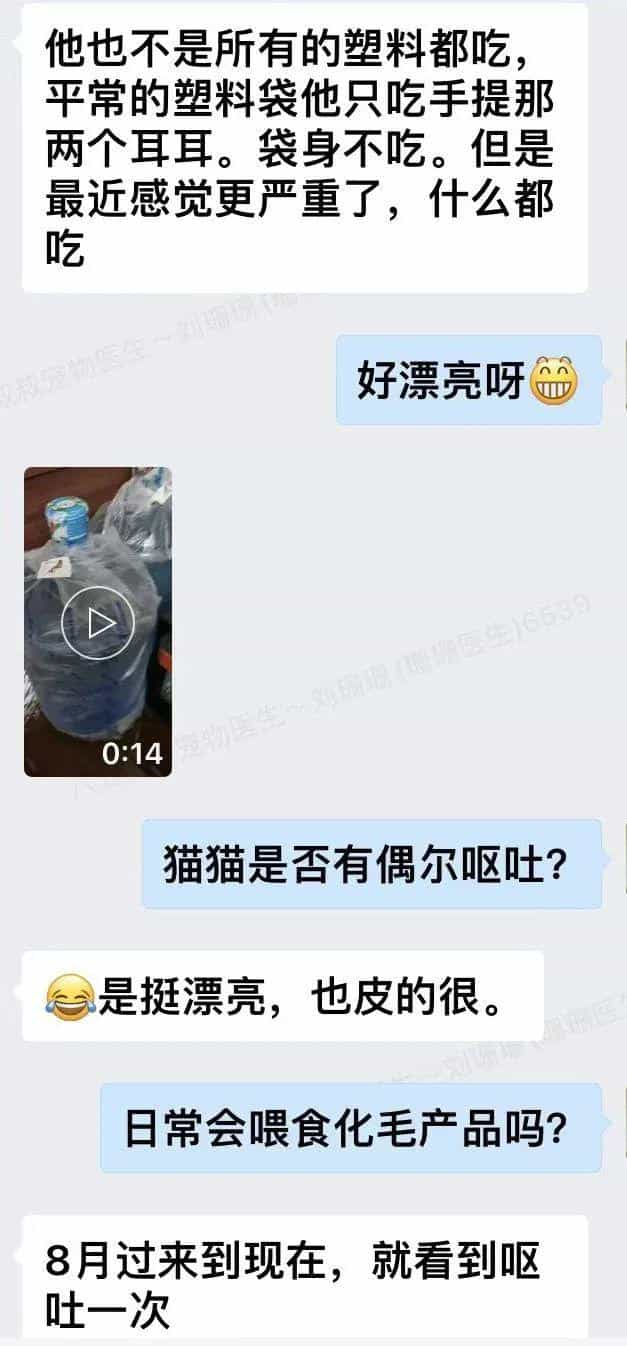 塑料袋是啥子喵间美味,竟让小猫咪如此沉醉_  第4张