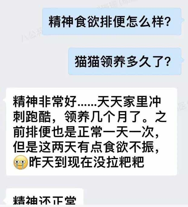 塑料袋是啥子喵间美味,竟让小猫咪如此沉醉_  第7张