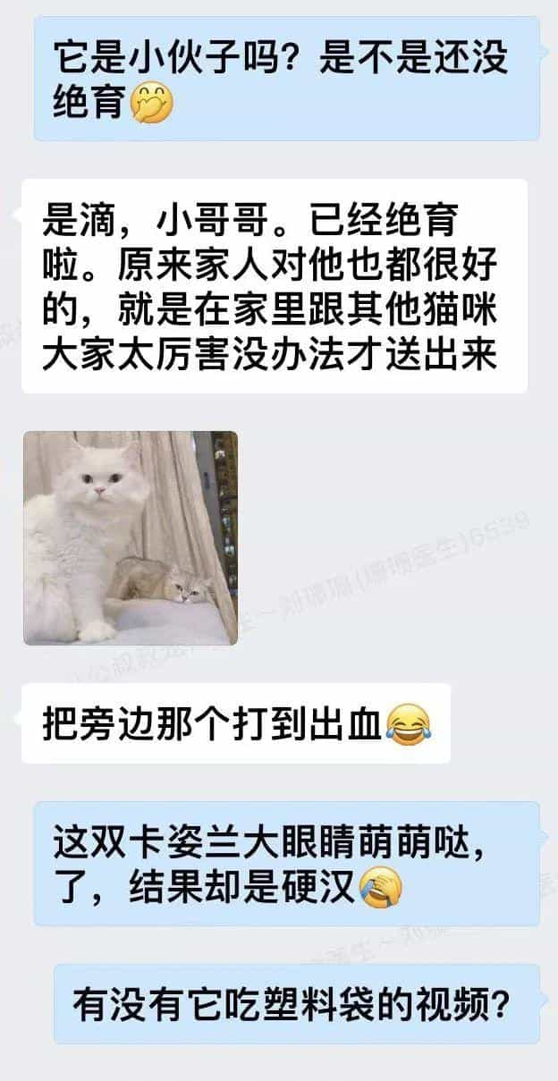 塑料袋是啥子喵间美味,竟让小猫咪如此沉醉_  第8张