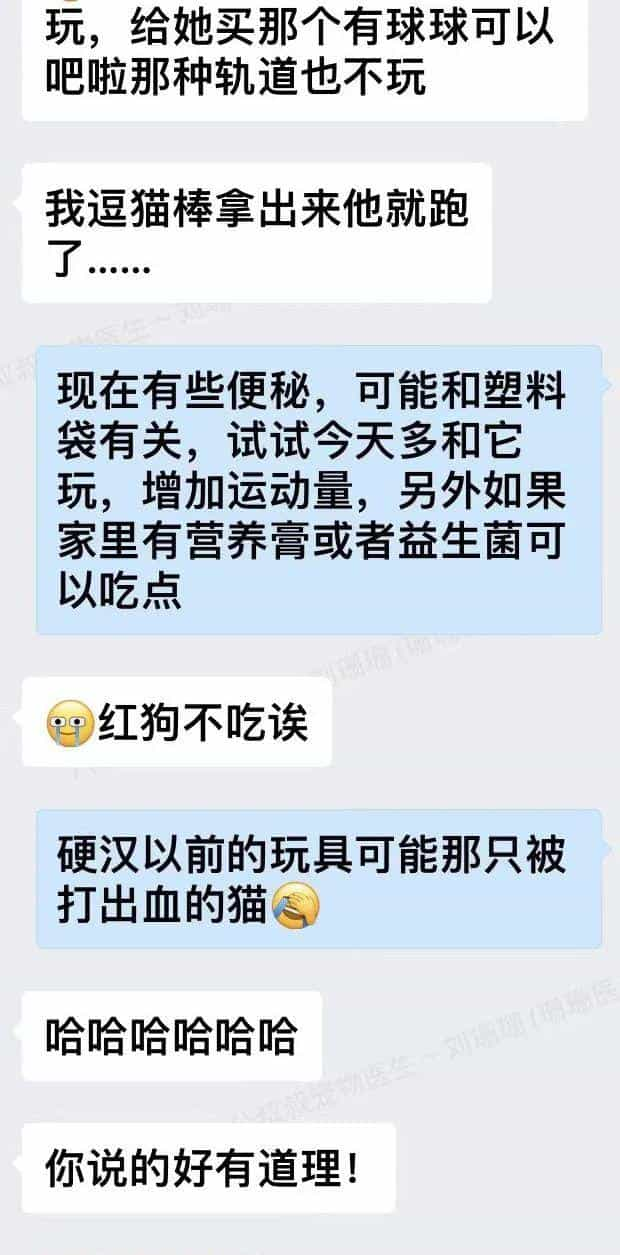 塑料袋是啥子喵间美味,竟让小猫咪如此沉醉_  第10张