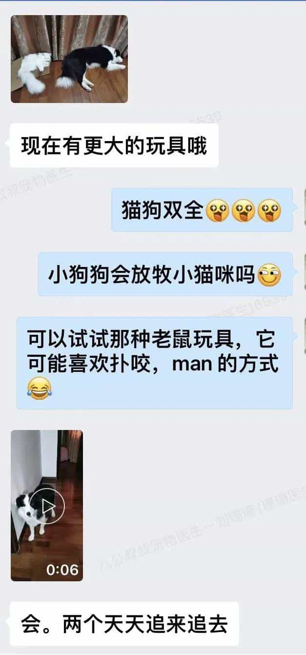 塑料袋是啥子喵间美味,竟让小猫咪如此沉醉_  第12张