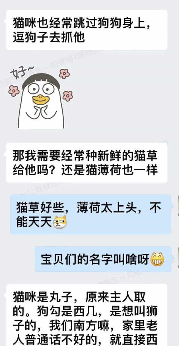 塑料袋是啥子喵间美味,竟让小猫咪如此沉醉_  第13张