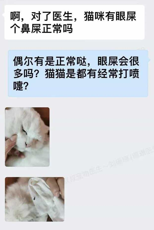 塑料袋是啥子喵间美味,竟让小猫咪如此沉醉_  第16张