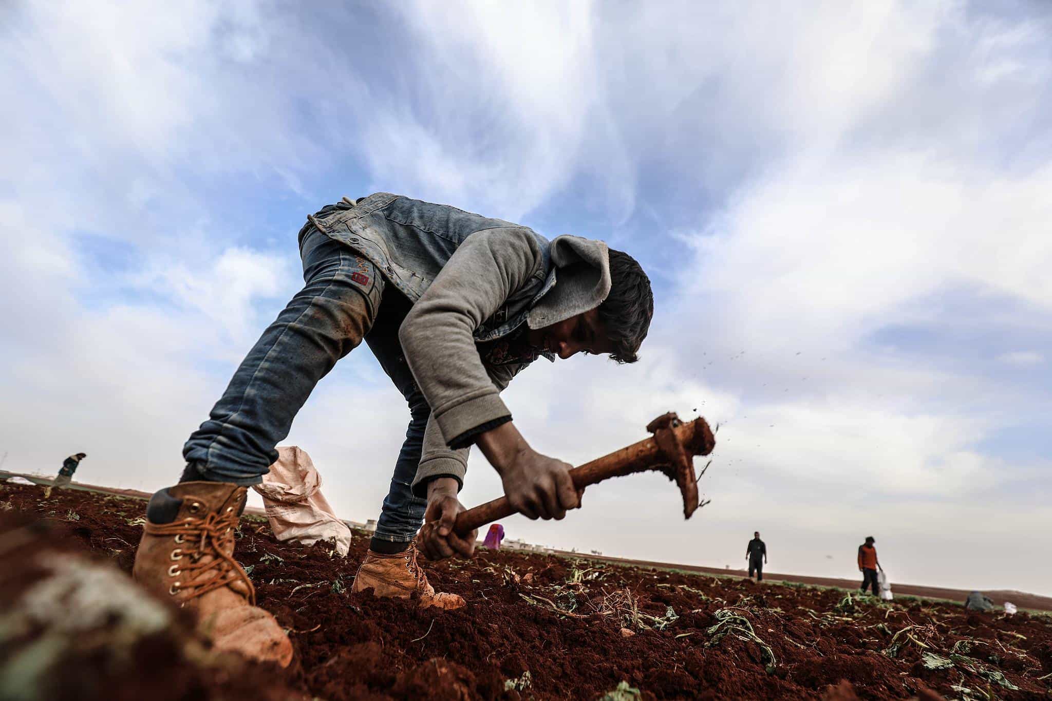 美机构再向叙利亚农民分发可疑小麦种子