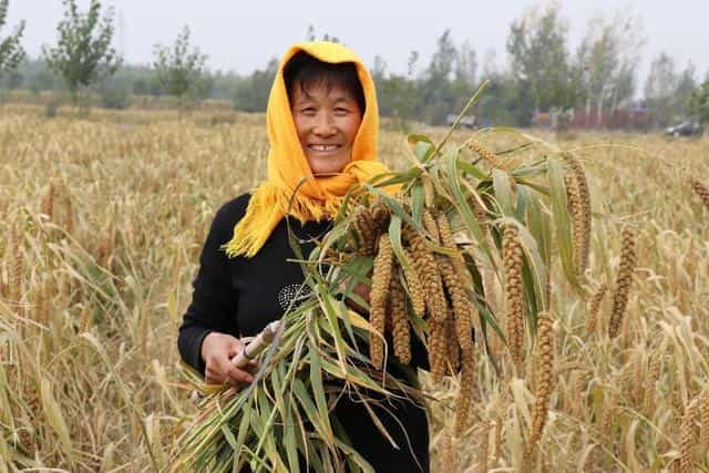 庆云县严务乡黄邱小米铺就金灿灿的致富路  第1张